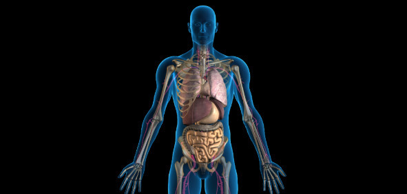 MoranElkarifNews: Successful Hepatitis C Treatment Lowers Heart and Kidney Disease Risk